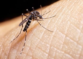 Alcalde de Boconó pide implementar jornada de fumigación ante repunte de dengue