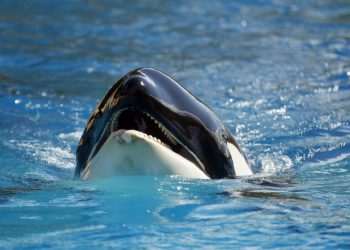 Multan a un hombre por saltar contra una orca desde un barco en Nueva Zelanda