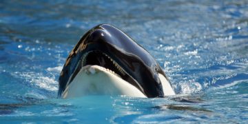 Multan a un hombre por saltar contra una orca desde un barco en Nueva Zelanda