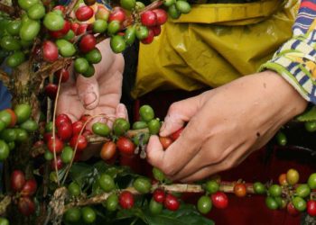 Descifran el genoma del café Arábica y revelan el origen de la especie en Etiopía