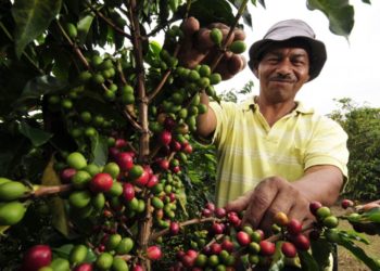 10 caficultores trujillanos aspiran repetir la hazaña de ganar por segundo año consecutivo el concurso internacional de café 