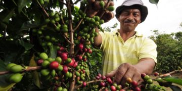 10 caficultores trujillanos aspiran repetir la hazaña de ganar por segundo año consecutivo el concurso internacional de café 