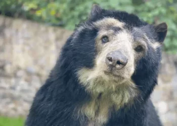 “Osos, Gente y Café”: proyecto trujillano que busca preservar la biodiversidad en las Negritas de Niquitao