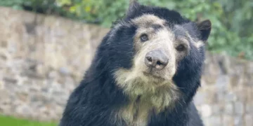 “Osos, Gente y Café”: proyecto trujillano que busca preservar la biodiversidad en las Negritas de Niquitao