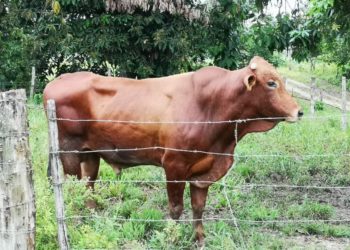 Productor murió al ser atacado por un toro en Santa Cruz de Mora