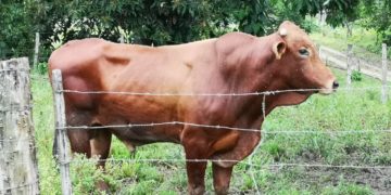 Productor murió al ser atacado por un toro en Santa Cruz de Mora