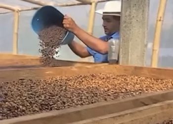 Diecinueve caficultores merideños clasificaron a 3er Encuentro Internacional de Cafés de Especialidad Venezolano 2024