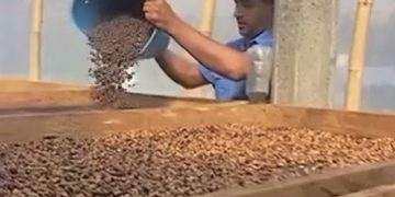 Diecinueve caficultores merideños clasificaron a 3er Encuentro Internacional de Cafés de Especialidad Venezolano 2024