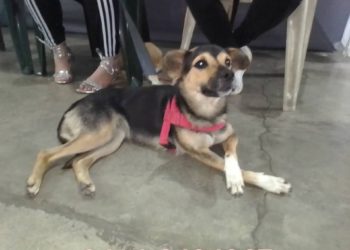 Proteccionistas dan en adopción perras esterilizadas en Boconó