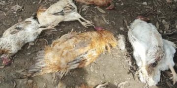 Alerta en Santa Cruz de Mora por ataques de abejas