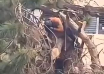 Funcionario de Protección Civil resultó lesionado mientras podaba un árbol en Mérida