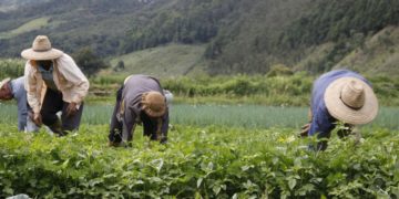 Trujillo | Carlos Gil: “hay una producción alta y nuestros productores no ven satisfechos sus niveles de ingresos”