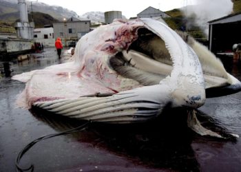 Islandia concede permiso para cazar 128 ballenas en medio de fuertes críticas