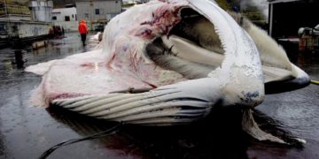 Islandia concede permiso para cazar 128 ballenas en medio de fuertes críticas
