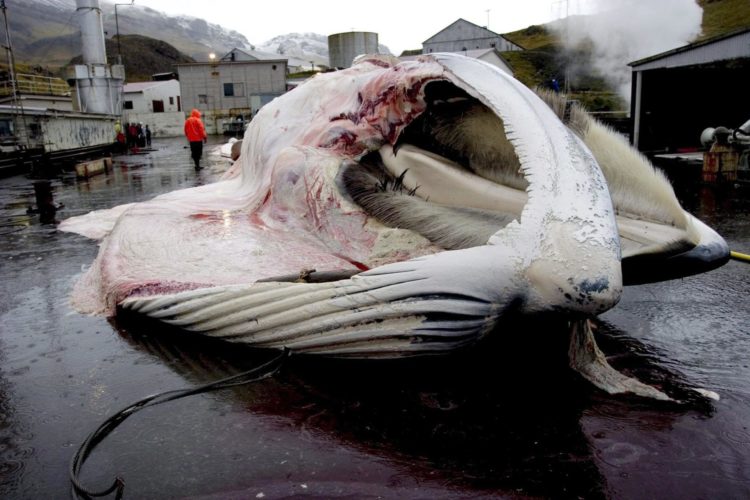En la imagen de archivo, el cuerpo de una ballena es despedazado en la estación ballenera de 'Whalefjord', en Reikiavik, Islandia. EFE/Gisli Pall Gudjonsson
