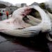 Islandia concede permiso para cazar 128 ballenas en medio de fuertes críticas