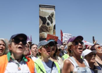 Terror para unos, amor para otros: Turquía ante sus 4 millones de perros callejeros