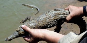 Venezuela libera 136 caimanes en peligro de extinción a través de un plan de conservación