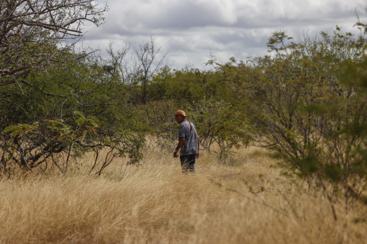 Manuel Evangelista, camina entre la Caatinga en la comunidad de Malhada da Areia, este lunes en el municipio Juazeiro, en el estado de Bahía (Brasil). EFE/Sebastião Moreira