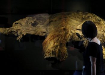La IA resucita moléculas de criaturas del pasado, como el mamut, para crear antibióticos