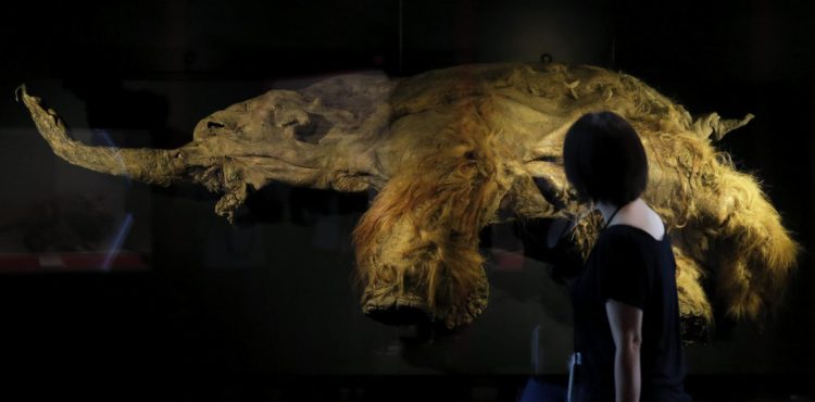 En la imagen de archivo, una periodista mira al mamut de tres metros de largo apodado Yuka, durante el pase de prensa del estreno mundial de la exposición del mamut lanudo hallado en Siberia (Rusia). EFE/Kiyoshi Ota