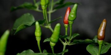 El ají en la cultura trujillana / Por Ramón Rivas