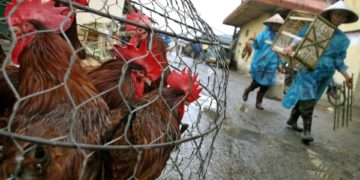 La OMS confirma el primer caso humano de gripe aviar en Australia en una niña de dos años