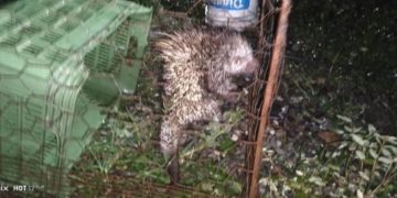 Vecinos y bomberos atrapan puercoespín cerca de una cancha en Boconó