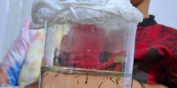 Dengue: todo lo que necesitas saber para su prevención