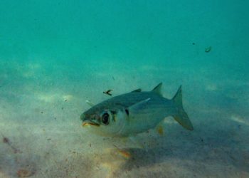 La Unesco alerta del deterioro acelerado de los océanos por el cambio climático