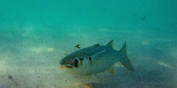 La Unesco alerta del deterioro acelerado de los océanos por el cambio climático