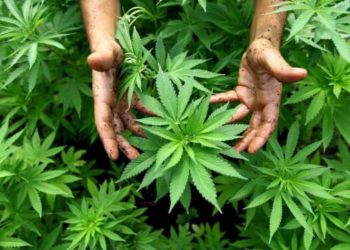 Condenado sexagenario a 15 años de prisión por siembra de 20 plantas de marihuana en Trujillo