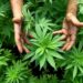 Condenado sexagenario a 15 años de prisión por siembra de 20 plantas de marihuana en Trujillo