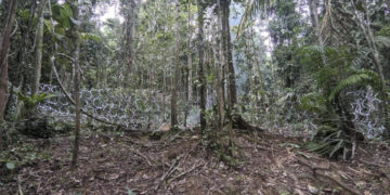 Mulino anuncia que el flujo de migrantes por Darién ha bajado tras instalar las «cercas»