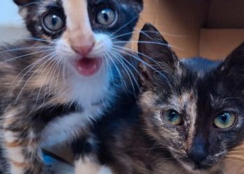 Aumenta el abandono y solicitud de adopción de animales en Boconó