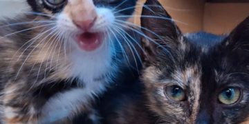 Aumenta el abandono y solicitud de adopción de animales en Boconó