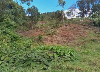 Minec investiga presunto ilícito ambiental en Boconó