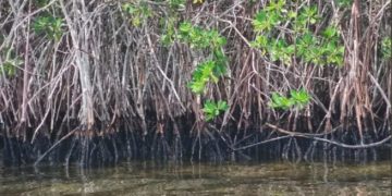 Derrame petrolero dejaría un daño irreparable: La recuperación de arrecifes de coral y manglares es prácticamente nula