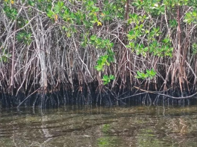 Los manglares del Parque Nacional Morrocoy han sido afectados por otros derrames. Foto referencial