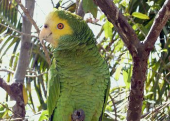 ONG venezolana Provita incorpora 222 cotorras de una especie en peligro de extinción