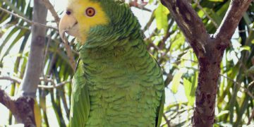 ONG venezolana Provita incorpora 222 cotorras de una especie en peligro de extinción
