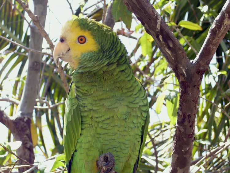 Fotografía de archivoi en donde se ve a una cotorra margariteña. EFE/Fundación Loro Parqu