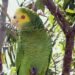 ONG venezolana Provita incorpora 222 cotorras de una especie en peligro de extinción