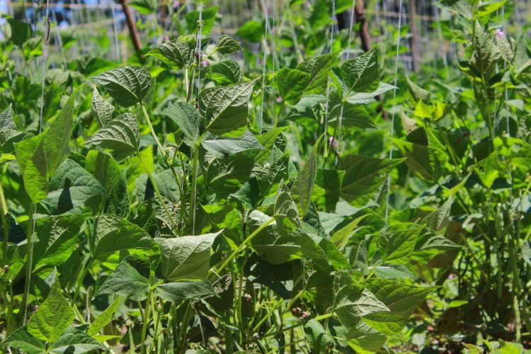 Mérida aportaría semillas certificadas de caraotas al Plan Nacional de Leguminosas    