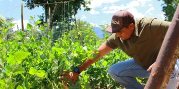 Mérida aportaría semillas certificadas de caraotas al Plan Nacional de Leguminosas    