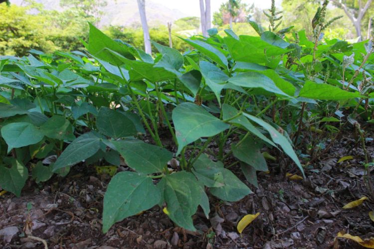 Mérida aportaría semillas certificadas de caraotas al Plan Nacional de Leguminosas    