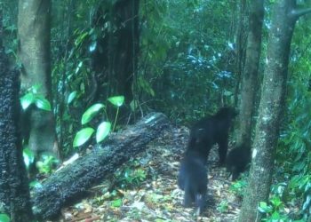 Proyecto Oso Andino Guaramacal reporta dos éxitos reproductivos
