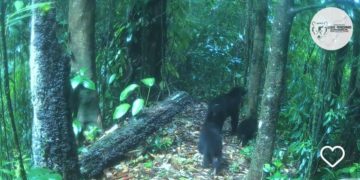 Proyecto Oso Andino Guaramacal reporta dos éxitos reproductivos