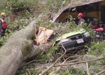 Dos carros aplastados por un árbol en enlace vial hacia La Mata – La Parroquia de Mérida