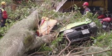 Dos carros aplastados por un árbol en enlace vial hacia La Mata – La Parroquia de Mérida